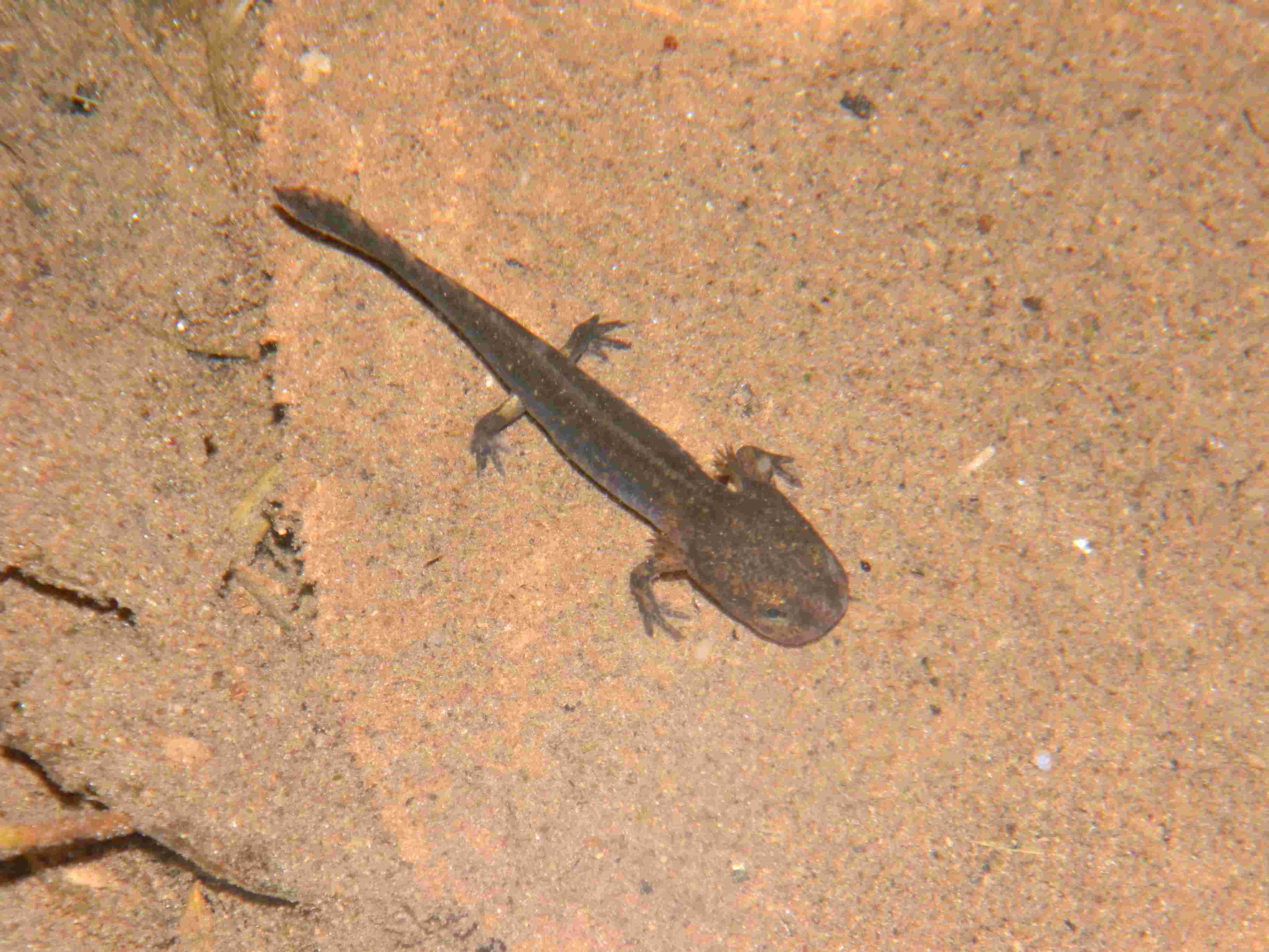 Giovane Salamandra...quale? Lissotriton vulgaris vulgaris